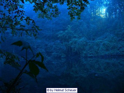 Waldsee bei Saarbruecken