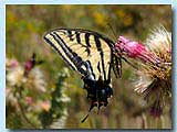 PapilioClaucus - Arizona, USA