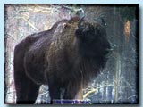 Wisent, Wildpark Saarbruecken