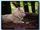 Artic-Wolf, Wolfspark Merzig