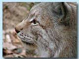 Luchs, Wildpark Saarbr&uuml;cken